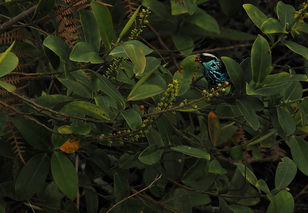 Der Snack für zwischendurch
